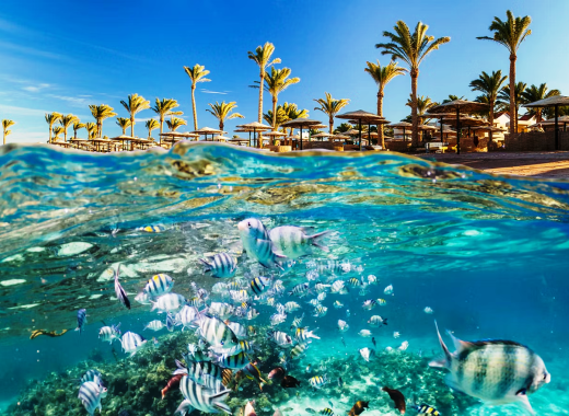 Kızıldeniz’in Su Altı Cenneti
