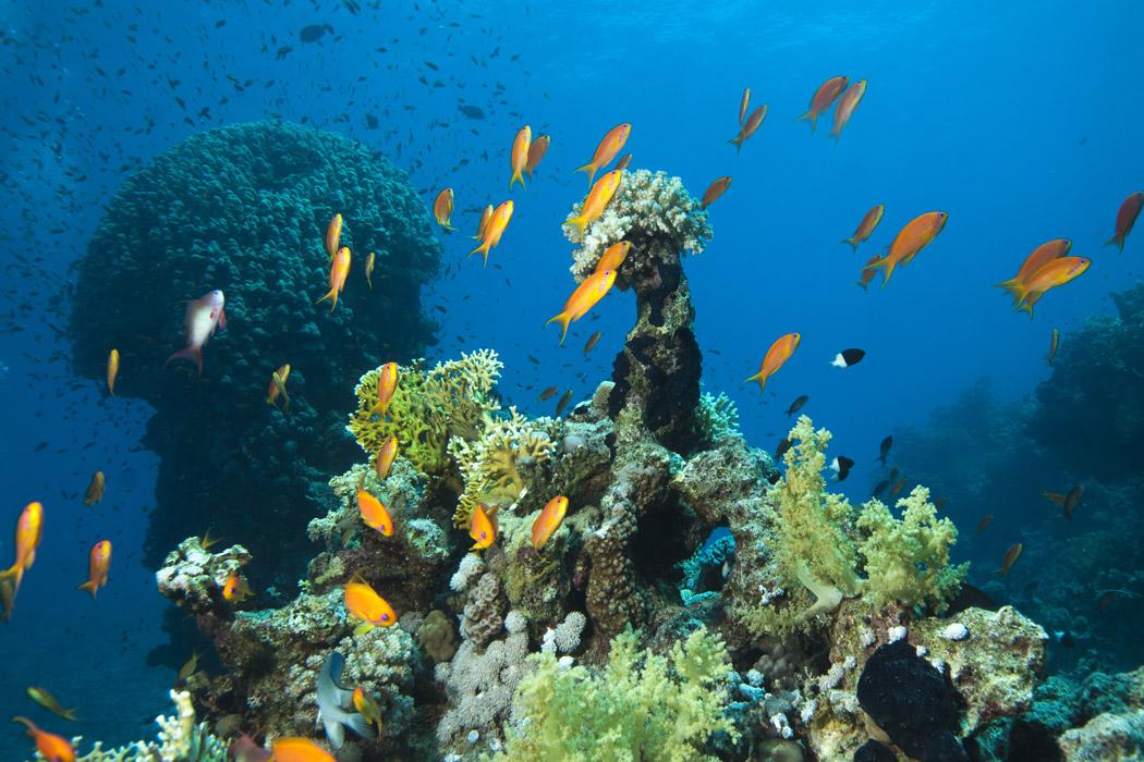 Kızıldeniz’de Cam Tabanlı Tekne Turu / Glass Boat (Sharm El Sheikh)